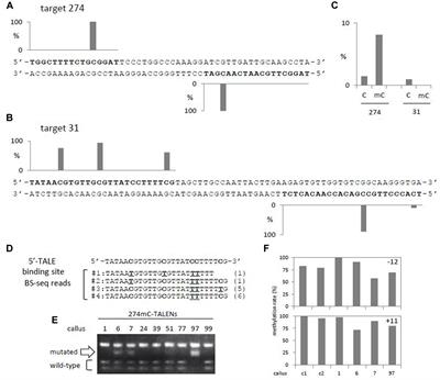 DNA Methylation Affects the Efficiency of Transcription Activator-Like Effector Nucleases-Mediated Genome Editing in Rice